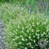 Rozplenica Japońska Pennisetum alopecuroides Little Bunny
