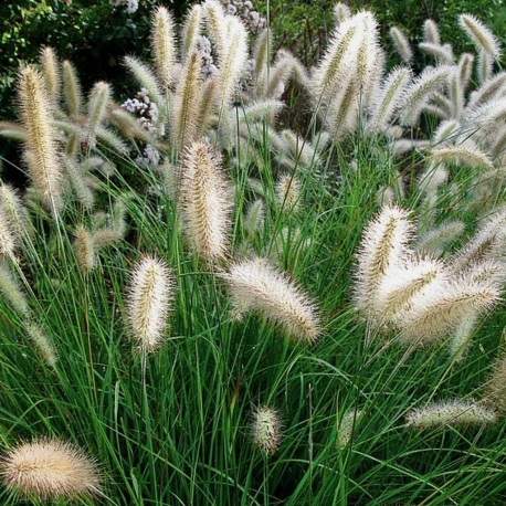 Rozplenica Japońska Pennisetum  alopecuriodes Cassian