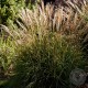 Miscanthus Sinensis Cute One