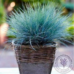 Festuca Ovina Elijah Blue