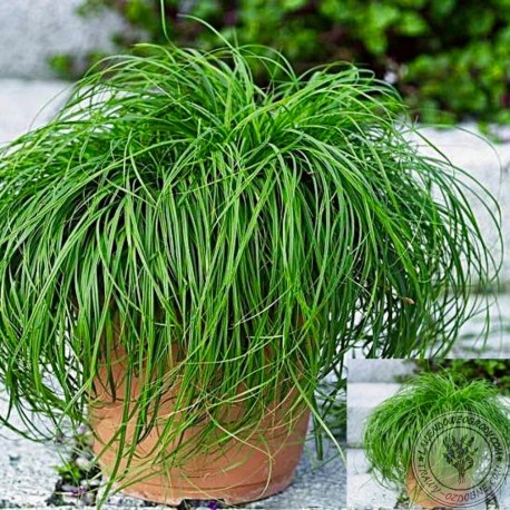 Carex The Beatles