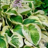 Funkia Hosta Wide Brim