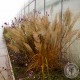Trzcinnik Krotkowłosy Calamagrostis Brachytricha