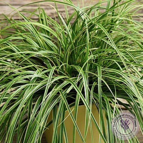 Turzyca carex oschimensis Goldwell