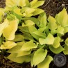 Funkia Hosta Golden Waffles