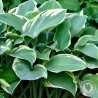 Funkia Hosta Regal Splendor