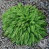 Funkia Hosta Stiletto