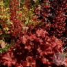 Żurawka - Heuchera Cherry Cola