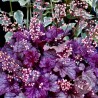 Żurawka - Heuchera Shanghai