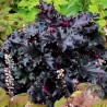 Żurawka - Heuchera Black Taffeta