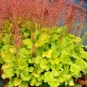 Żurawka - Heuchera Northern Exposure Lime