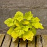 Żurawka - Heuchera World Caffé Romano