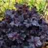 Żurawka - Heuchera Obsidian