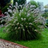 Rozplenica Japońska Pennisetum alopecuroides Lady U