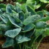 Funkia Hosta Big Daddy