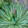 Yucca Variegata