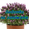 Lawenda Francuska Bandera Deep Purple