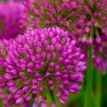 Czosnek Allium Serendipity
