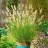 Rozplenica japońska Pennisetum alopecuroides Gelbstiel