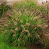 Rozplenica japońska Pennisetum alopecuroides Magic