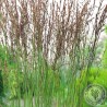 Molinia Trzęślica Heidebraut