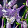 Funkia Hosta June