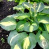 Funkia Hosta Dream Queen