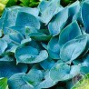 Funkia Hosta Fragrant Blue
