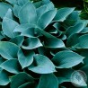 Funkia Hosta Halcyon