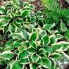 Funkia Hosta Queen Josephine