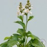 Funkia Hosta Elegans