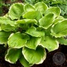 Funkia Hosta Winter Snow