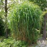Miskant Giganteus