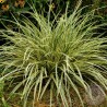 Turzyca carex oschimensis Maxigold